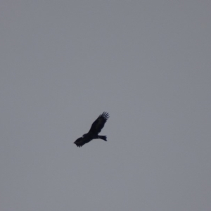 Aquila audax at Garran, ACT - 13 Jun 2019 03:33 PM