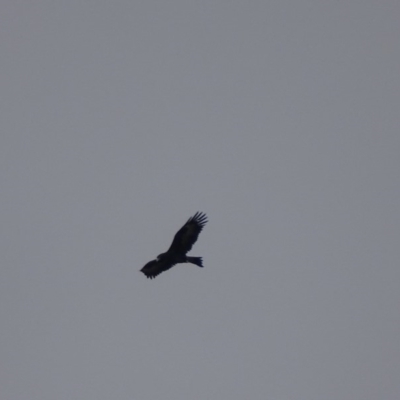 Aquila audax (Wedge-tailed Eagle) at Garran, ACT - 13 Jun 2019 by roymcd