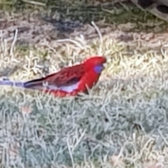 Platycercus elegans (Crimson Rosella) at Corrowong, NSW - 26 Jun 2019 by BlackFlat