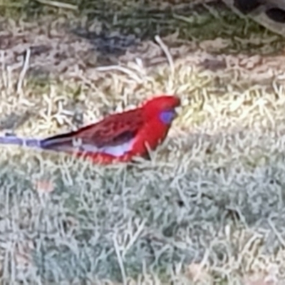 Platycercus elegans (Crimson Rosella) at Corrowong, NSW - 26 Jun 2019 by BlackFlat