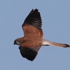 Falco cenchroides (Nankeen Kestrel) at Fyshwick, ACT - 12 Jun 2019 by jb2602