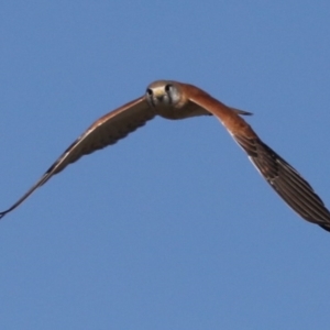 Falco cenchroides at Fyshwick, ACT - 12 Jun 2019