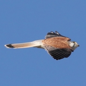 Falco cenchroides at Fyshwick, ACT - 12 Jun 2019