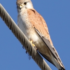 Falco cenchroides at Fyshwick, ACT - 12 Jun 2019