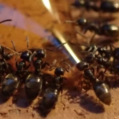 Anonychomyrma sp. (genus) (Black Cocktail Ant) at Spence, ACT - 4 Mar 2019 by Watermilli