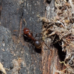 Papyrius nitidus at Hackett, ACT - 26 Jun 2019