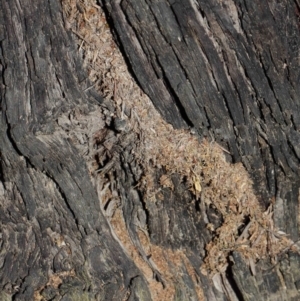 Papyrius nitidus at Hackett, ACT - 26 Jun 2019