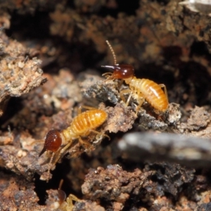 Nasutitermes sp. (genus) at Acton, ACT - 26 Jun 2019