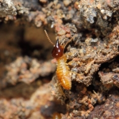 Nasutitermes sp. (genus) at Acton, ACT - 26 Jun 2019