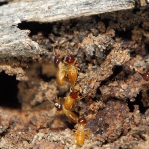 Nasutitermes sp. (genus) at Acton, ACT - 26 Jun 2019