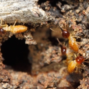 Nasutitermes sp. (genus) at Acton, ACT - 26 Jun 2019