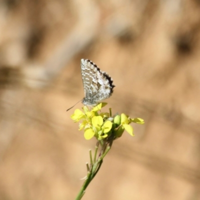 Theclinesthes serpentata (Saltbush Blue) at Red Hill, ACT - 27 Jun 2019 by LisaH