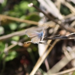 Theclinesthes serpentata at Red Hill, ACT - 27 Jun 2019 04:20 PM