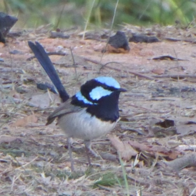 Malurus cyaneus (Superb Fairywren) at Yass, NSW - 25 Jun 2019 by Christine