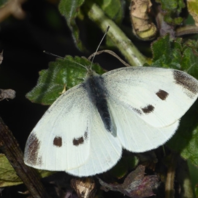 Pieris rapae (Cabbage White) at Yass, NSW - 25 Jun 2019 by Christine