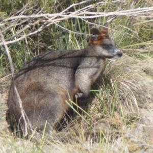 Wallabia bicolor at Yass, NSW - 25 Jun 2019 01:09 PM