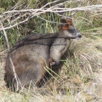 Wallabia bicolor (Swamp Wallaby) at Yass, NSW - 25 Jun 2019 by Christine