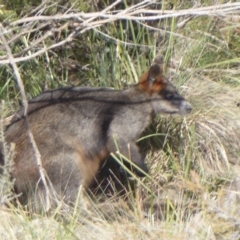 Wallabia bicolor at Yass, NSW - 25 Jun 2019