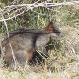 Wallabia bicolor at Yass, NSW - 25 Jun 2019 01:09 PM