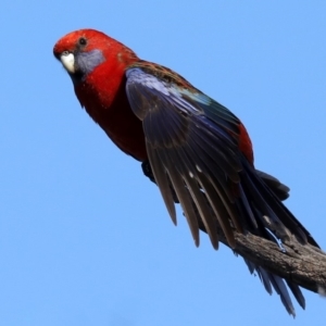 Platycercus elegans at Ainslie, ACT - 25 Jun 2019 12:00 AM