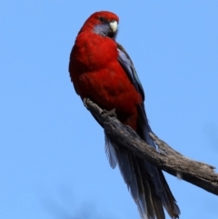 Platycercus elegans at Ainslie, ACT - 25 Jun 2019 12:00 AM