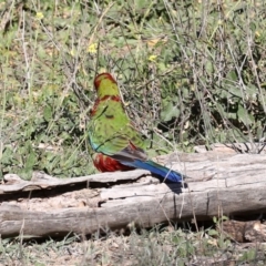 Platycercus elegans at Ainslie, ACT - 25 Jun 2019 12:00 AM