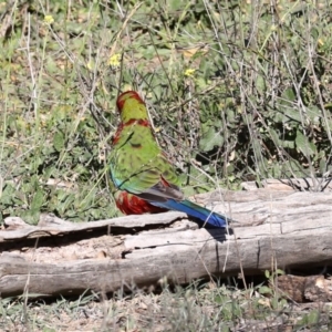 Platycercus elegans at Ainslie, ACT - 25 Jun 2019 12:00 AM