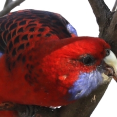 Platycercus elegans at Ainslie, ACT - 25 Jun 2019