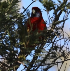 Platycercus elegans at Ainslie, ACT - 25 Jun 2019 12:00 AM