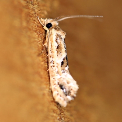 Moerarchis inconcisella (A tineid moth) at O'Connor, ACT - 9 Dec 2018 by ibaird