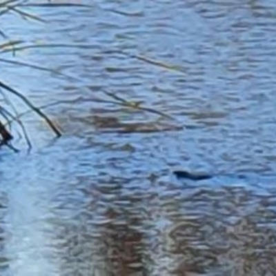 Hydromys chrysogaster (Rakali or Water Rat) at Commonwealth & Kings Parks - 22 Jun 2019 by DGalwey