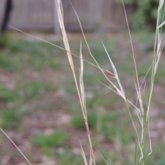 Austrostipa bigeniculata (Kneed Speargrass) at Conder, ACT - 3 Apr 2019 by michaelb