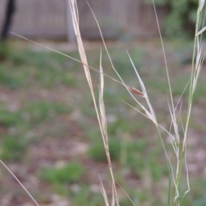 Austrostipa bigeniculata at Conder, ACT - 4 Apr 2019 10:09 AM