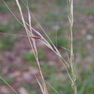 Austrostipa bigeniculata at Conder, ACT - 4 Apr 2019 10:09 AM