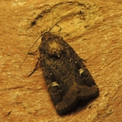 Proteuxoa bistrigula (An Owlet Moth) at Pollinator-friendly garden Conder - 3 Apr 2019 by michaelb