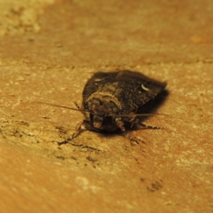 Proteuxoa bistrigula at Conder, ACT - 4 Apr 2019