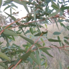 Eucalyptus viminalis (Ribbon Gum) at Tuggeranong DC, ACT - 3 Apr 2019 by MichaelBedingfield