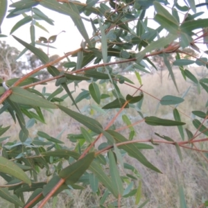 Eucalyptus viminalis at Tuggeranong DC, ACT - 3 Apr 2019 07:49 PM