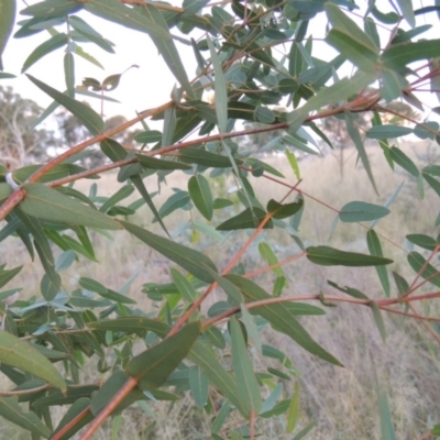 Eucalyptus viminalis (Ribbon Gum) at Point Hut to Tharwa - 3 Apr 2019 by MichaelBedingfield