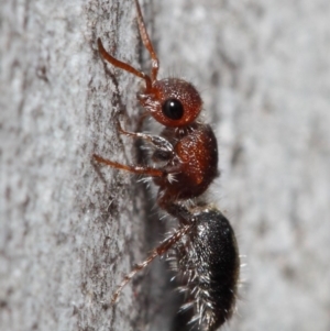 Mutillidae (family) at ANBG - 26 Jun 2019