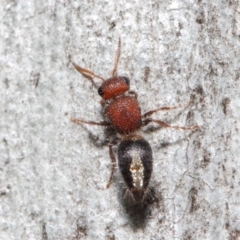 Mutillidae (family) at ANBG - 26 Jun 2019