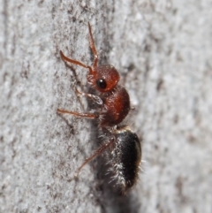 Mutillidae (family) at ANBG - 26 Jun 2019