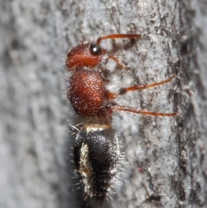 Mutillidae (family) at ANBG - 26 Jun 2019