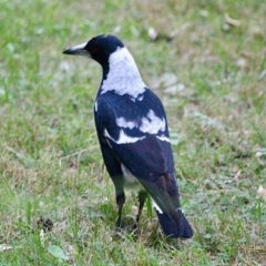 Gymnorhina tibicen (Australian Magpie) at Corunna, NSW - 22 Apr 2019 by RossMannell