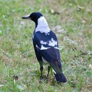 Gymnorhina tibicen at Corunna, NSW - 22 Apr 2019 02:11 PM
