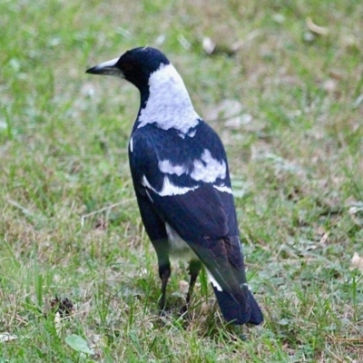 Gymnorhina tibicen (Australian Magpie) at Corunna, NSW - 22 Apr 2019 by RossMannell