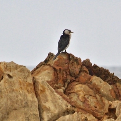 Microcarbo melanoleucos (Little Pied Cormorant) at Corunna, NSW - 22 Apr 2019 by RossMannell