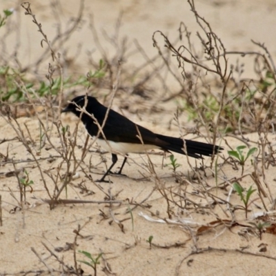 Rhipidura leucophrys (Willie Wagtail) at Corunna, NSW - 22 Apr 2019 by RossMannell