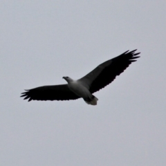 Icthyophaga leucogaster (White-bellied Sea-Eagle) at Mystery Bay, NSW - 22 Apr 2019 by RossMannell
