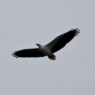 Icthyophaga leucogaster (White-bellied Sea-Eagle) at Mystery Bay, NSW - 22 Apr 2019 by RossMannell